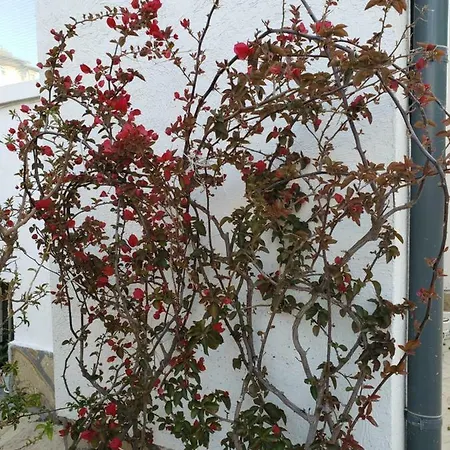 Casa de hóspedes Evtimov *